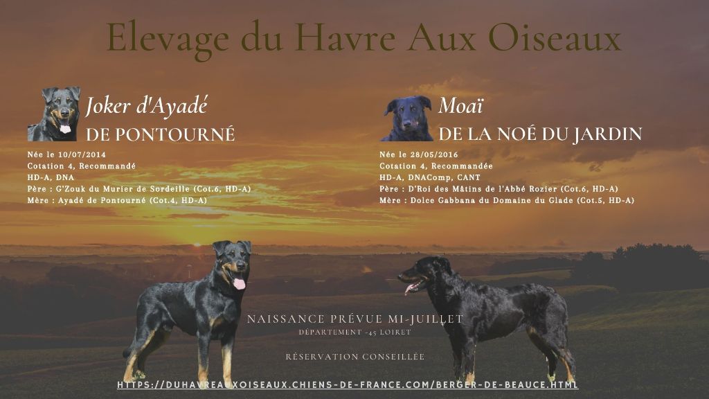 Du Havre Aux Oiseaux - Naissance prévues mi-juillet