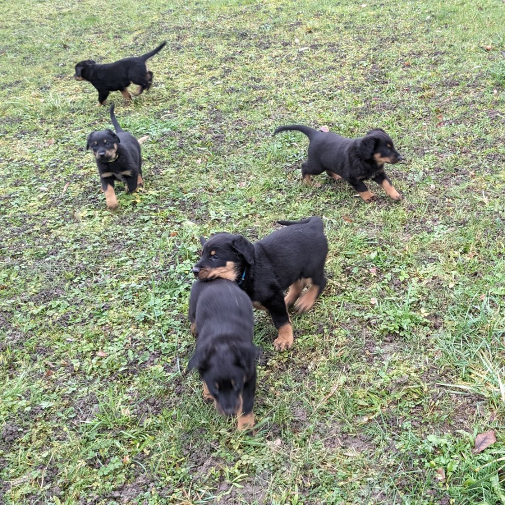 Les petits chiots partent à l'aventure