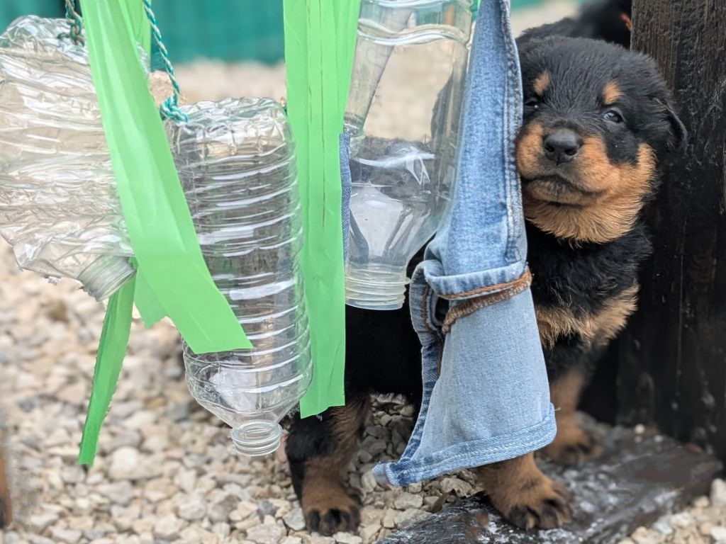 Du Havre Aux Oiseaux - Chiots disponibles - Berger de Beauce