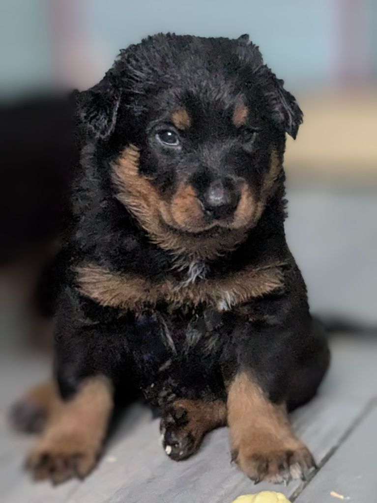 Du Havre Aux Oiseaux - Chiots disponibles - Berger de Beauce