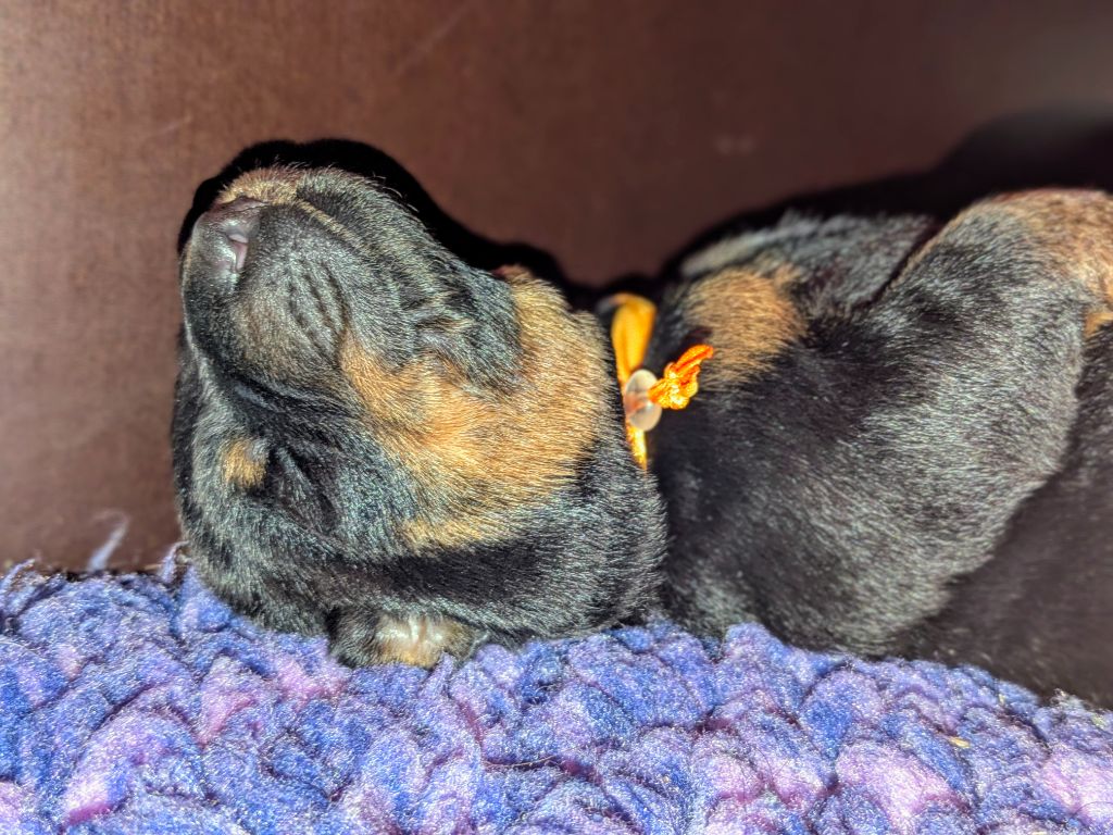 Du Havre Aux Oiseaux - Chiots disponibles - Berger de Beauce