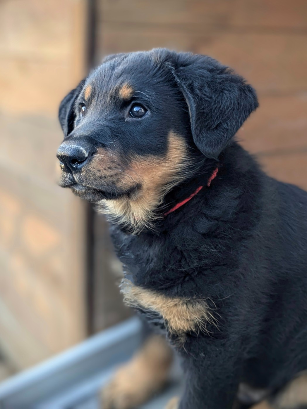 Du Havre Aux Oiseaux - Chiots disponibles - Berger de Beauce