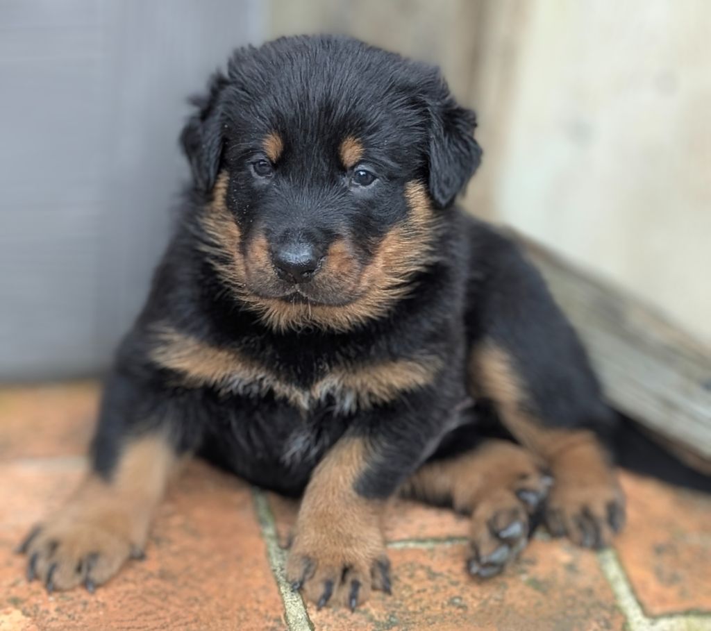 Du Havre Aux Oiseaux - Chiots disponibles - Berger de Beauce