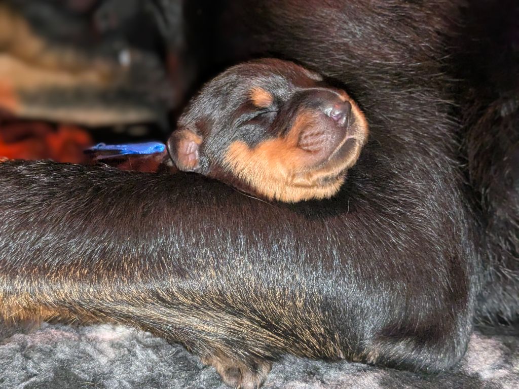 Du Havre Aux Oiseaux - Chiots disponibles - Berger de Beauce