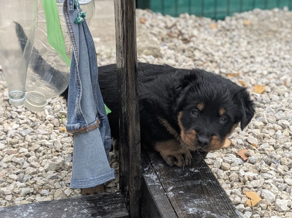 Du Havre Aux Oiseaux - Chiots disponibles - Berger de Beauce