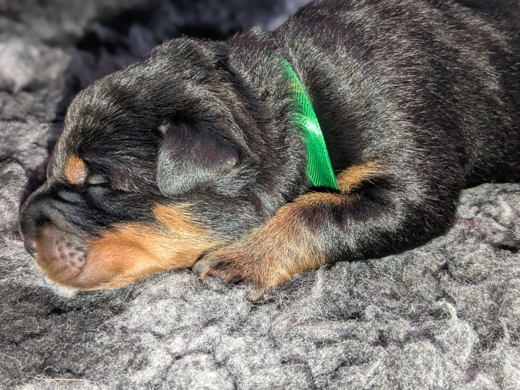Du Havre Aux Oiseaux - Chiots disponibles - Berger de Beauce