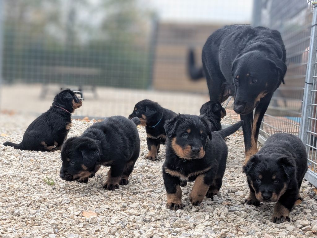 Du Havre Aux Oiseaux - Berger de Beauce - Portée née le 05/10/2025