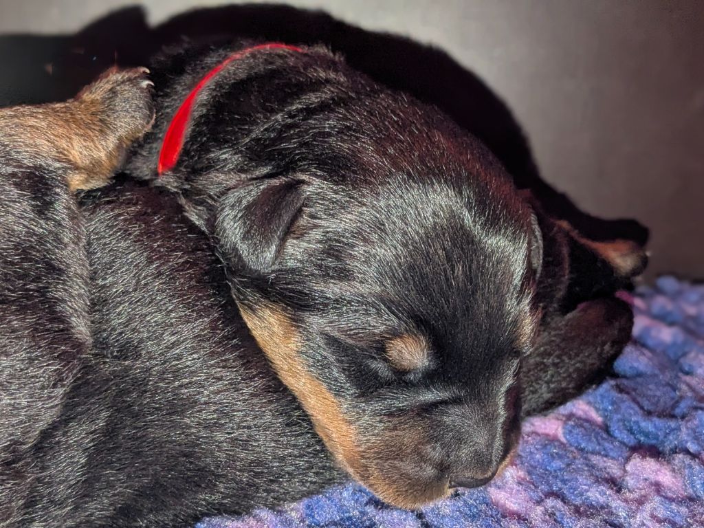 Du Havre Aux Oiseaux - Chiots disponibles - Berger de Beauce