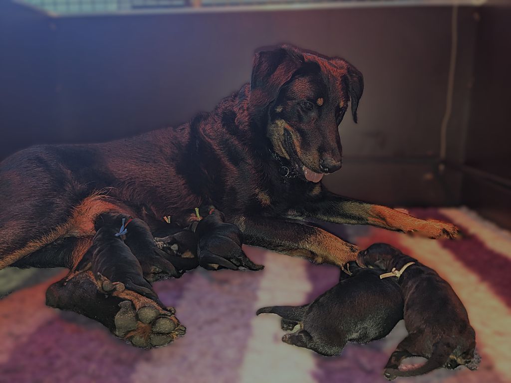 Chiot Berger de Beauce Du Havre Aux Oiseaux