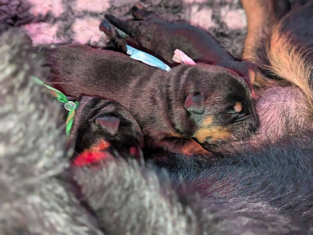 Du Havre Aux Oiseaux - Chiots disponibles - Berger de Beauce
