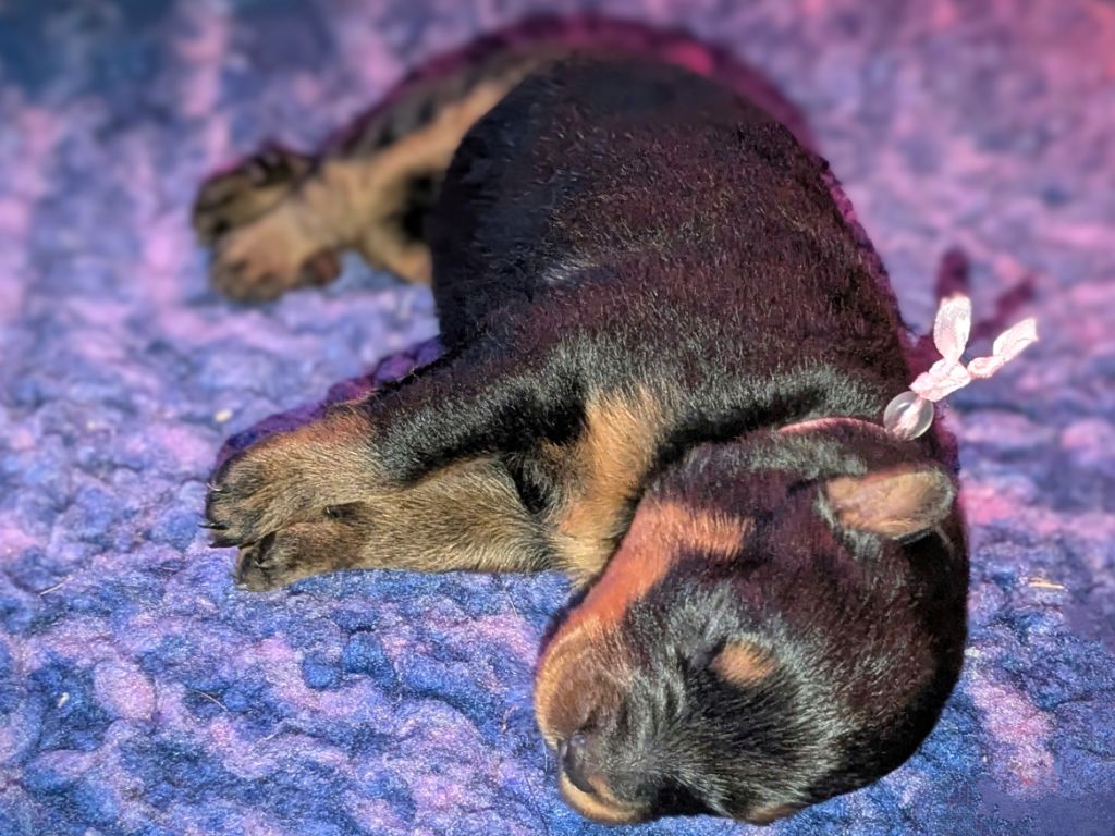 Du Havre Aux Oiseaux - Chiots disponibles - Berger de Beauce